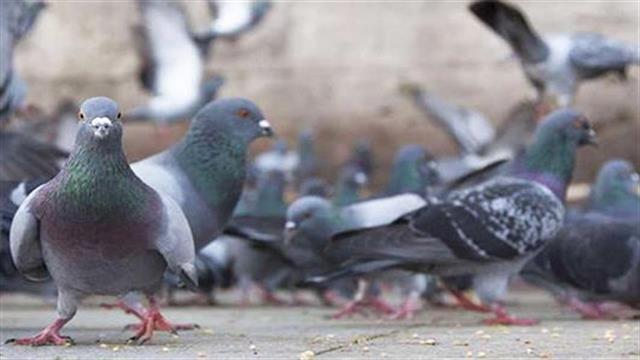 “Ερυθρός Σταυρός”: Περιστέρια τρώνε από δίσκους ασθενών! - Ηλεκτροπληξία εργαζόμενης