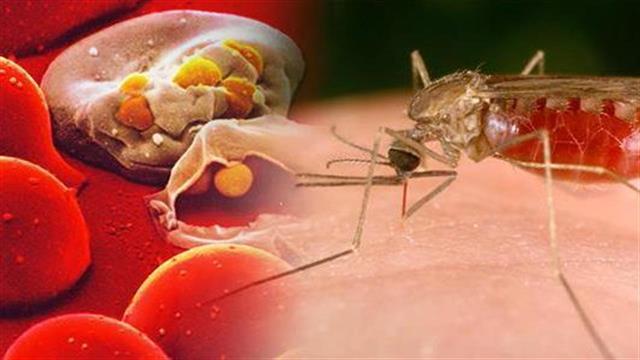 ECDC: Σε Ουγγαρία, Κροατία και Ελλάδα τα περισσότερα κρούσματα λοίμωξης από ιό Δυτικού Νείλου