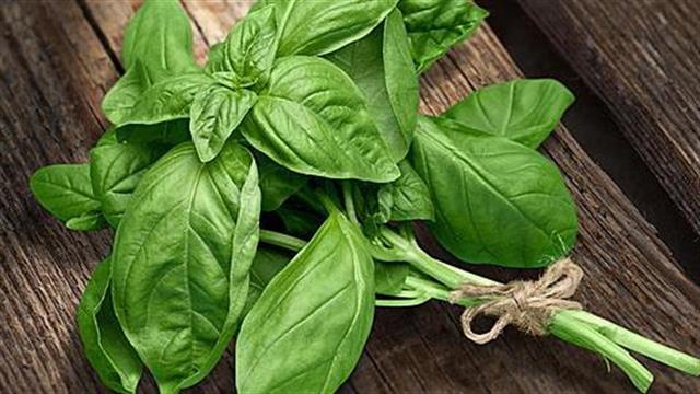 Τα οφέλη του βασιλικού στην υγεία
