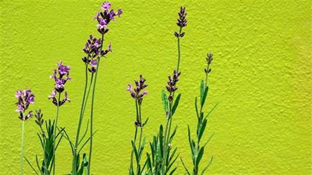 Η μυρωδιά της λεβάντας είναι χαλαρωτική, επιβεβαιώνει και η επιστήμη