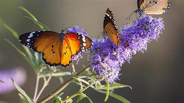 Πώς βοηθά η λυγαριά τον οργανισμό