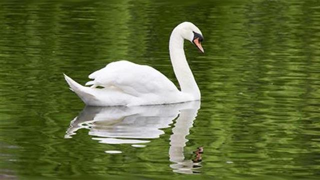 Κίνδυνος μετάδοσης γρίπης από τα αποδημητικά πτηνά - Οδηγίες από ειδικούς του ΠΟΥ