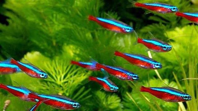 Ψάρι που ζει στο Μεξικό προσφέρει στοιχεία για την ίαση της καρδιάς