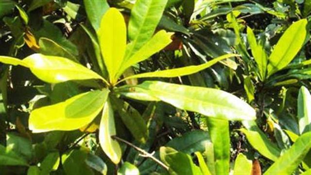 Ουσία από φυτό τροπικού δάσους σκοτώνει ανθεκτικά καρκινικά κύτταρα