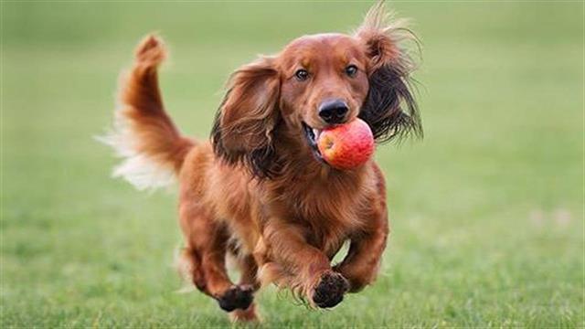 Τροφές για ανθρώπους που μπορούν να φάνε και οι σκύλοι