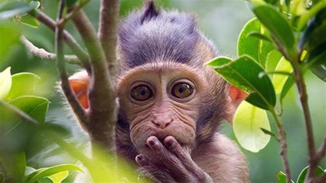 Το 60% των λοιμωδών νόσων στους ανθρώπους ξεκίνησε από τα ζώα