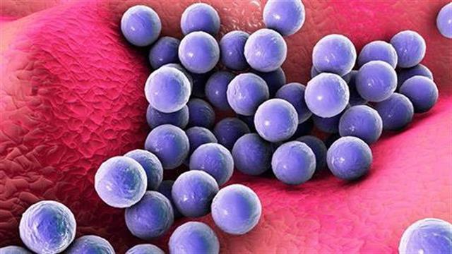 Σταφυλόκοκκος: Λοιμώξεις που προκαλεί