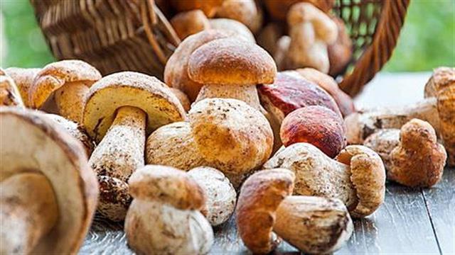 Τα μανιτάρια μειώνουν τον κίνδυνο νοητικής εξασθένησης στους ηλικιωμένους