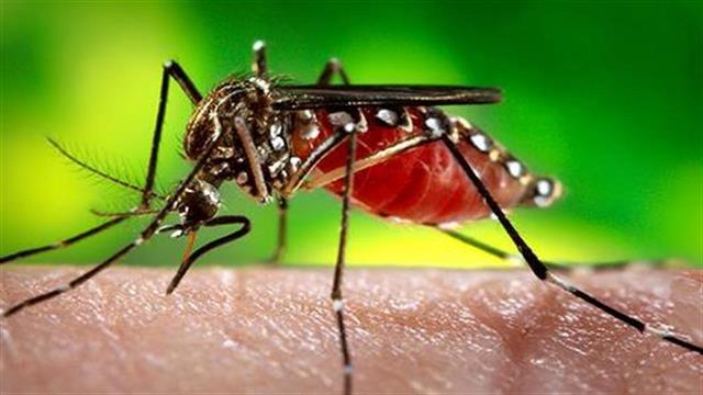 Τέσσερα θύματα από τον ιό του δυτικού Νείλου στη χώρα μας