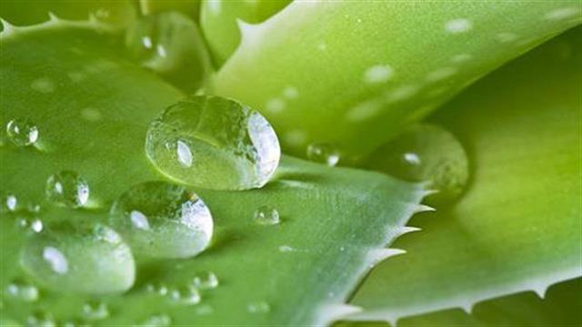 Η δημοφιλής Aloe Vera παρουσιάζει σημαντική ανάπτυξη