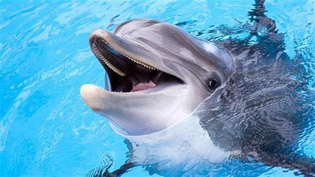 Και τα δελφίνια εμφανίζουν αντοχή στα αντιβιοτικά
