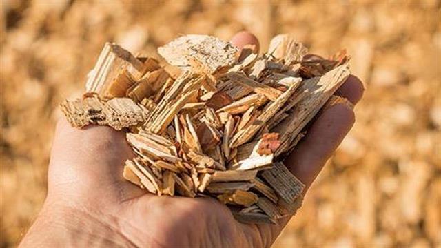 Μετατρέποντας το ξύλο σε φαρμακευτικά συστατικά