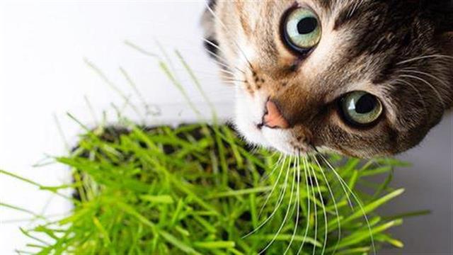 Eίναι φυσιολογικά όσα κάνει η γάτα μου;