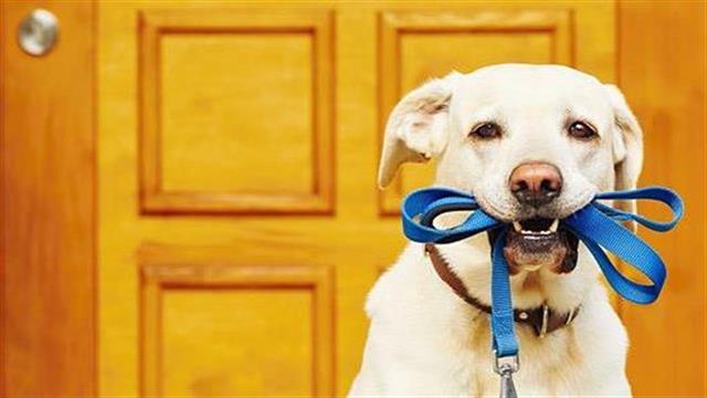 Η κατοχή σκύλου ωφελεί την ψυχική υγεία