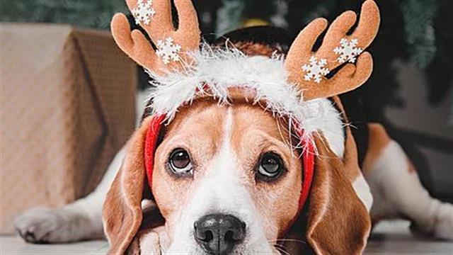 Συμβουλές για ασφαλή Χριστούγεννα με το κατοικίδιό σας