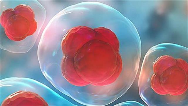 Πώς δρουν τα βλαστοκύτταρα στον οργανισμό;