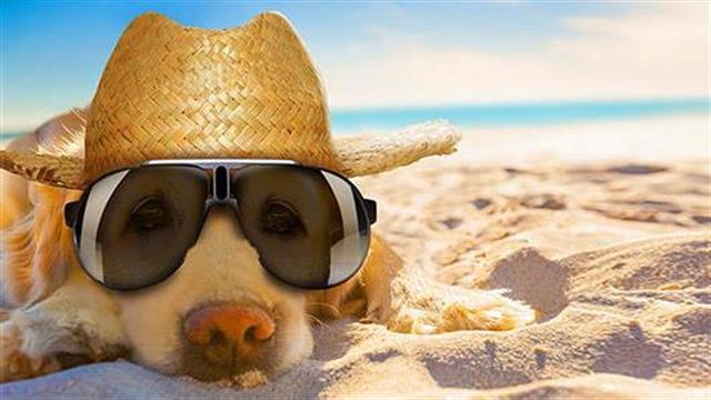 Η σημασία της στοματικής υγιεινής για τα κατοικίδια