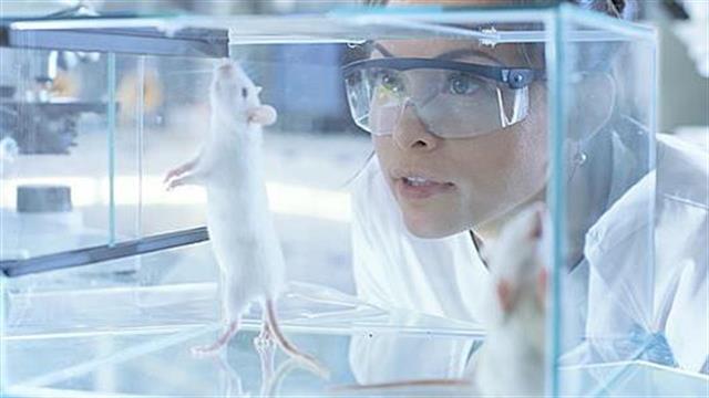 Πειραματόζωα θανατώνονται χωρίς επιστημονική χρήση σε γερμανικά ερευνητικά κέντρα