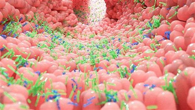 Διατροφή και μικρόβια στα έντερα επηρεάζουν την αποτελεσματικότητα της χημειοθεραπείας