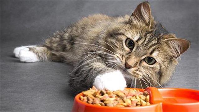 Πώς να επιβραβεύσετε το κατοικίδιό σας