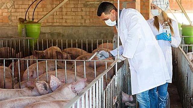 Κατηγοριοποίηση αντιβιοτικών για ζώα