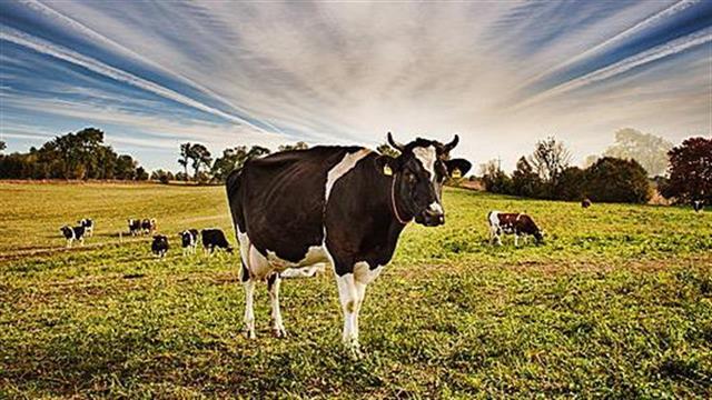 Τα βοοειδή δεν μεταδίδουν τον κορωνοϊό