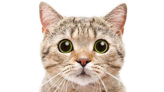 Πιο συχνή από ό,τι πιστεύαμε η νόσος covid-19 στις γάτες