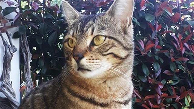 Τα κατοικίδια συνδέονται με διατήρηση της ψυχικής υγείας στο lockdown