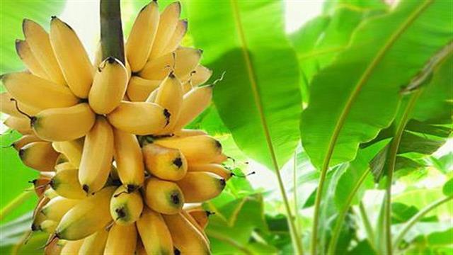 12 λόγοι για να τρώμε μπανάνες