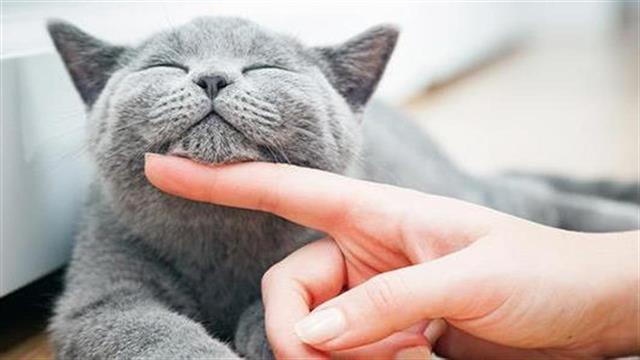 Οι γάτες μεταδίδουν μεταξύ τους τον κορωνοϊό, οι σκύλοι όχι