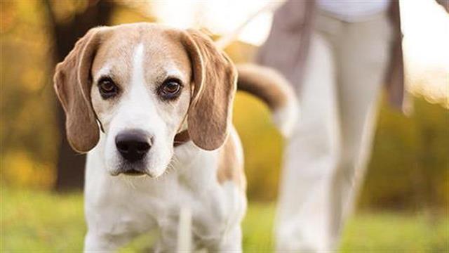 Περπάτα τον σκύλο σου, κάνει καλό!