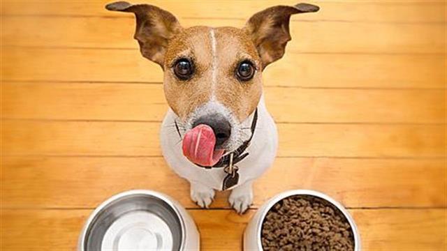 5 τρόποι να κάνεις με ασφάλεια τον σκύλο σου... vegan