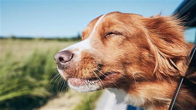 Η προσωπικότητα των σκύλων μπορεί να αλλάξει καθώς μεγαλώνουν