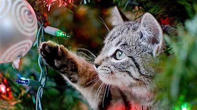 Πώς να είναι ασφαλή τα κατοικίδιά μας στις γιορτές