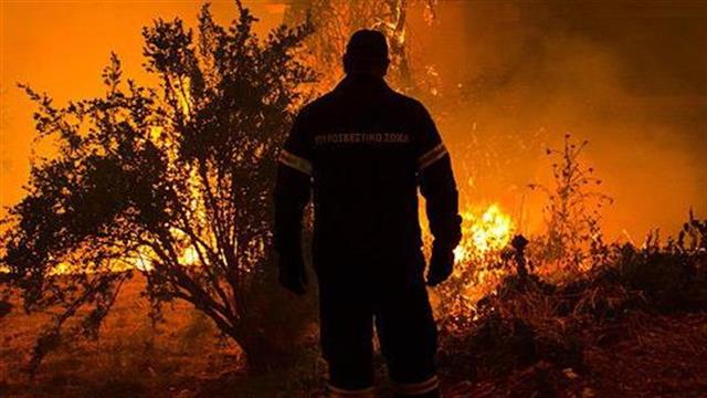 WWF: Χάθηκαν 430 εκατομμύρια στρέμματα δασών