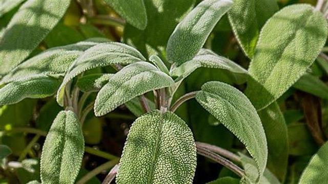 Τρία αρωματικά φυτά στη μάχη κατά του κορωνοϊού