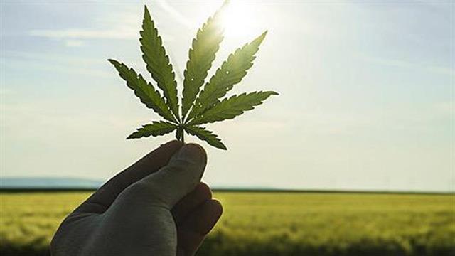 Μακροχρόνια έρευνα αποκαλύπτει τις συνέπειες της τακτικής χρήσης κάνναβης