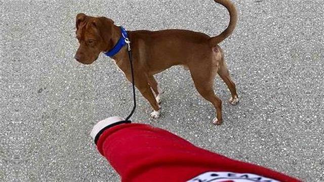 Υπηρεσία περιπάτου για ζώα συντροφιάς από τον Ελληνικό Ερυθρό Σταυρό