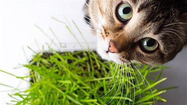 Σεούλ: Τεστ για Covid-19 σε κατοικίδια