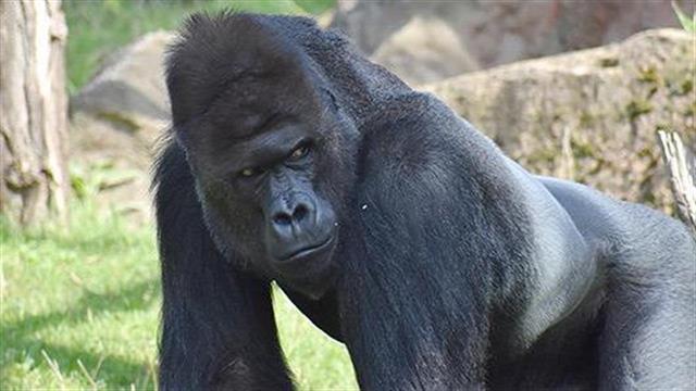 Με COVID-19 ένας γορίλας και δυο λιοντάρια στο ζωολογικό κήπο της Πράγας