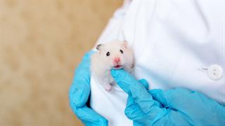 Aύξηση του προσδόκιμου ζωής σε πειραματόζωα κατά 30%