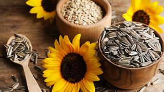 Ηλιόσποροι: Πεπτίδιο θα μπορούσε να χρησιμοποιηθεί για την ανάπτυξη αναλγητικών