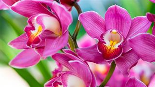 Εκχύλισμα ορχιδέας κατά του καρκίνου στον προστάτη;