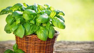 Ουσία του βασιλικού δοκιμάζεται στη μάχη κατά του Alzheimer