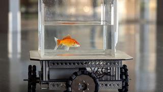 Ερευνητές έμαθαν σε χρυσόψαρα να οδηγούν!