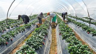 Ξεκίνησε ο εμβολιασμός των εργατών γης στη Νέα Μανωλάδα Ηλείας