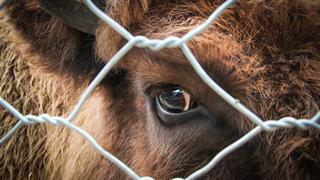 Προστασία των ζώων: Kαλύτεροι κανόνες για τη μεταφορά τους
