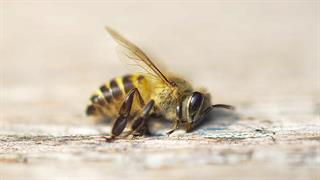 Η Γαλλία είναι η πρώτη χώρα που καταργεί και τα 5 φυτοφάρμακα που συνδέονται με θάνατο των μελισσών