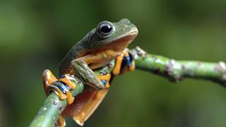 Ερευνητές αναγέννησαν ακρωτηριασμένα πόδια βατράχων με κοκτέιλ φαρμάκων!