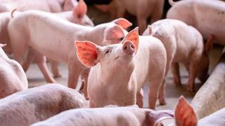 Γρίπη χοίρων σε γυναίκα στη Δανία - Τι αναφέρεται σε έκθεση του ECDC